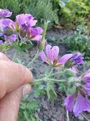 Geranium platypetalum
