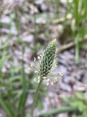 Plantago lanceolata