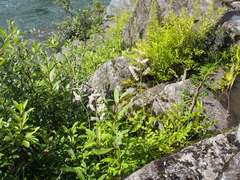 Astilbe microphylla