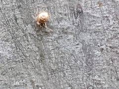 Aphidomorpha