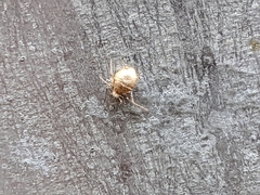 Aphidomorpha