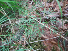 Ostericum tenuifolium