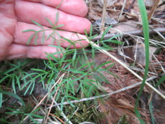 Ostericum tenuifolium