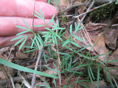 Ostericum tenuifolium