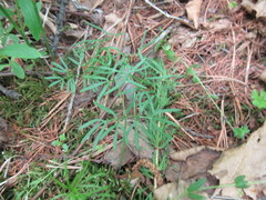 Ostericum tenuifolium