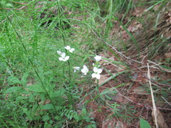 Cardamine dentata