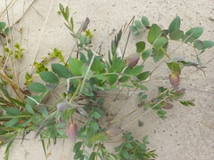 Lathyrus japonicus