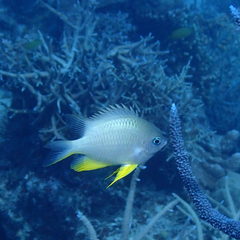 Amblyglyphidodon orbicularis