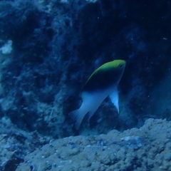 Chrysiptera rollandi