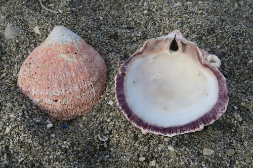 Donkey Thorny Oyster