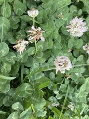 Trifolium repens