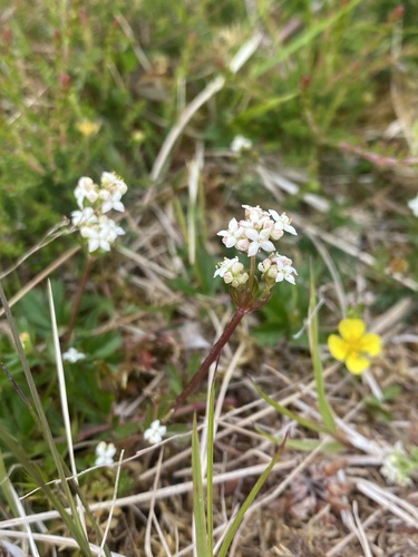Heath Bedstraw