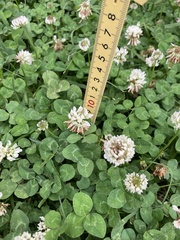 Trifolium repens