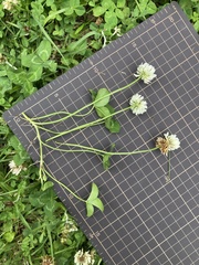 Trifolium repens