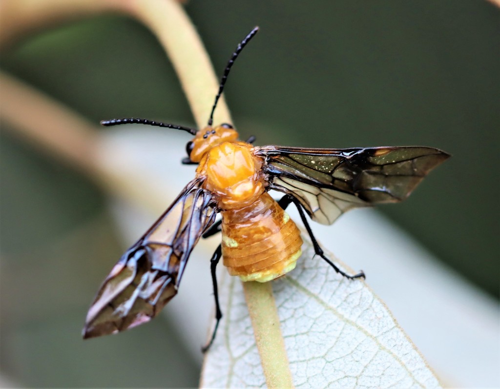 Philomastiginae