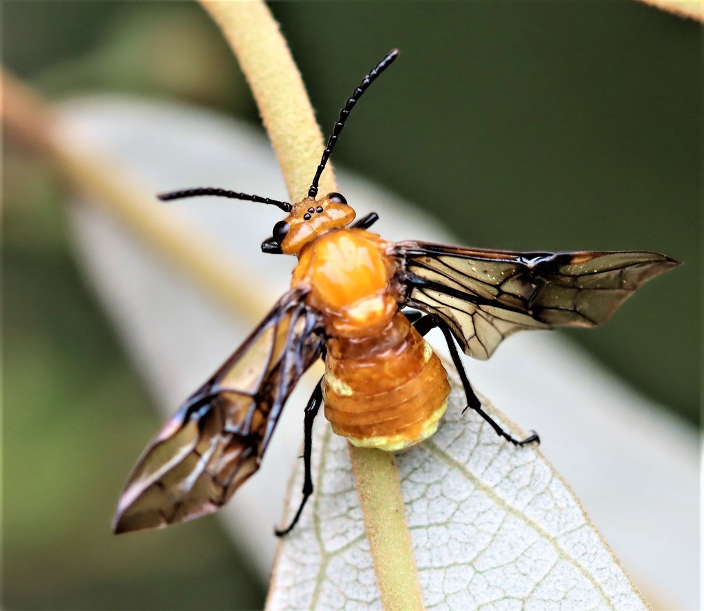 Philomastix xanthophylax