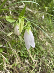 Campanula punctata punctata