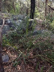 Bossiaea scolopendria