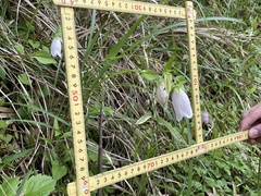 Campanula punctata punctata