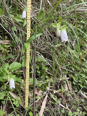 Campanula punctata punctata