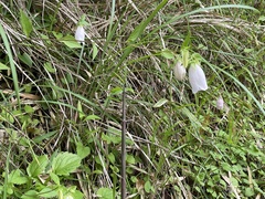Campanula punctata punctata