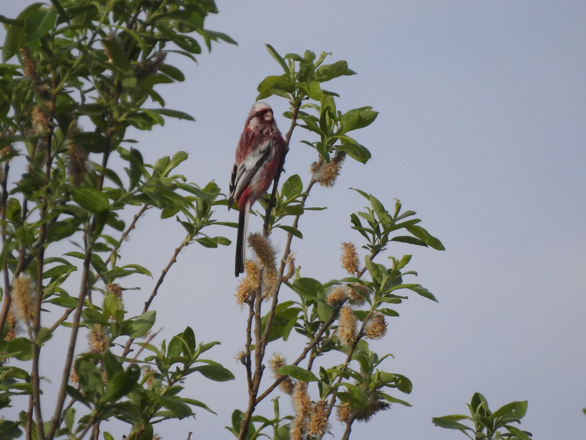 Long-tailed Rosefinch