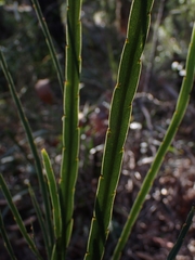Bossiaea scolopendria
