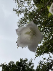 Campanula punctata punctata
