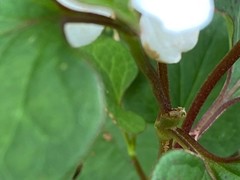 Houttuynia cordata