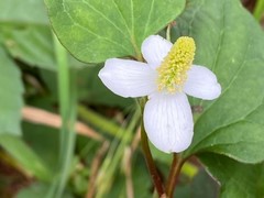 Houttuynia cordata