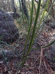 Bossiaea scolopendria