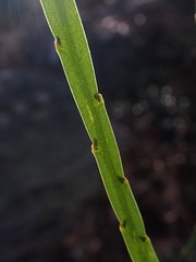 Bossiaea scolopendria
