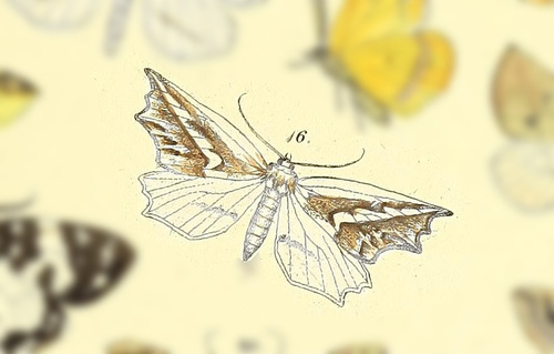 Opisogonia diffissata
