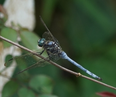 Orthetrum poecilops
