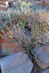 Crassula macowaniana