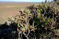 Crassula macowaniana