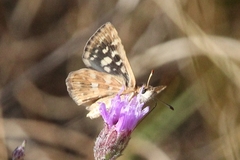Spialia mafa