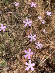 Dianthus charidemi