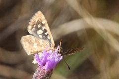 Spialia mafa