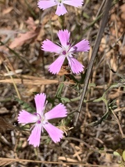 Dianthus charidemi