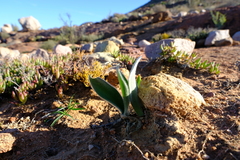 Haemanthus dasyphyllus