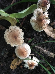 Lepiota lilacea