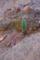 Haemanthus dasyphyllus