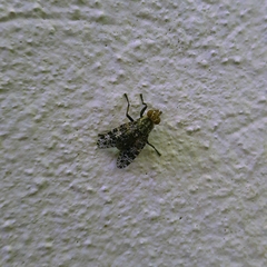 Platystoma
