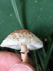 Lepiota lilacea