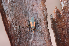 Havinthus rufovarius