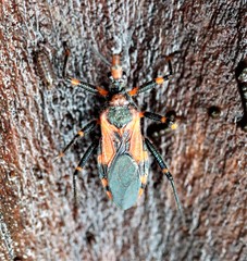 Havinthus rufovarius