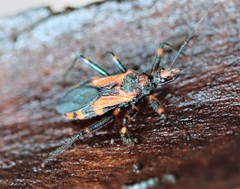 Havinthus rufovarius