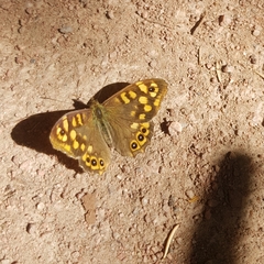 Pararge aegeria