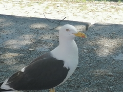 Larus fuscus